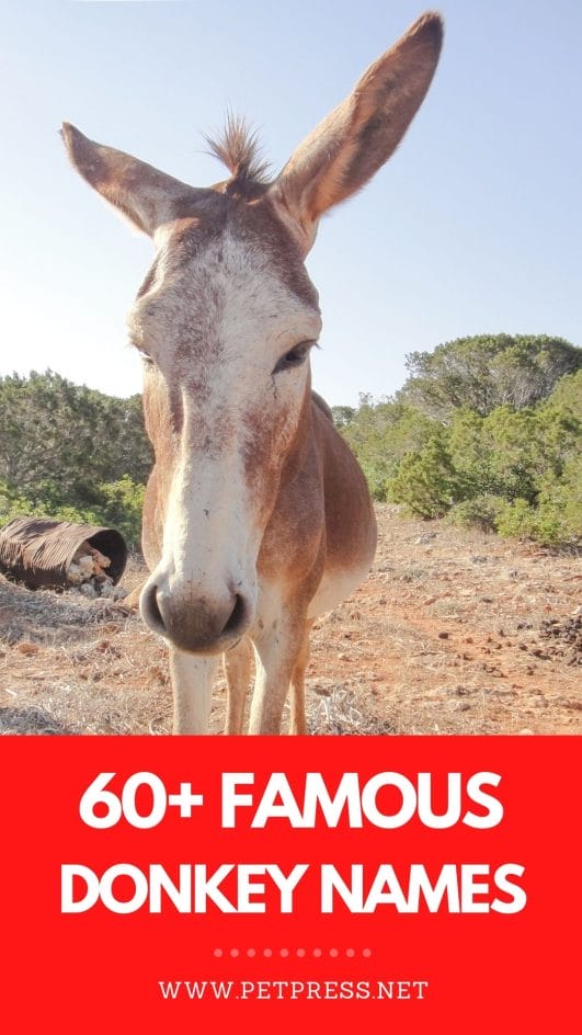 Famous Donkey Names List of 60+ Famous Names for a Pet Donkey