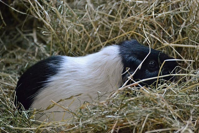 female-black-white-guinea-pig-names