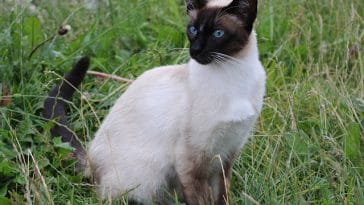 female-funny-siamese-cat-names