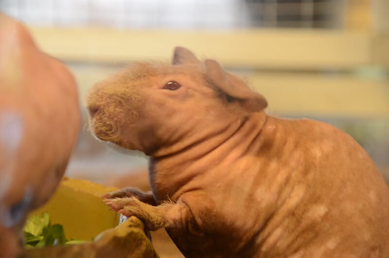 female-hairless-guinea-pig-names