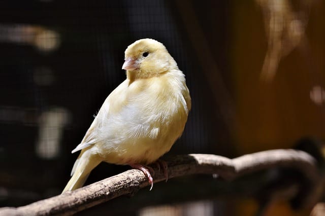 female-japanese-bird-names