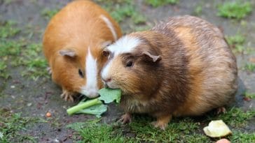 female-pairs-guinea-pig-names