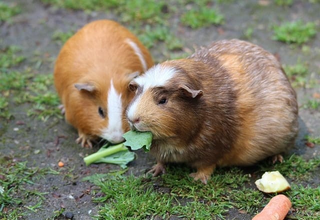 female-pairs-guinea-pig-names