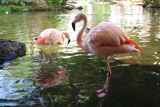 female-pink-bird-names