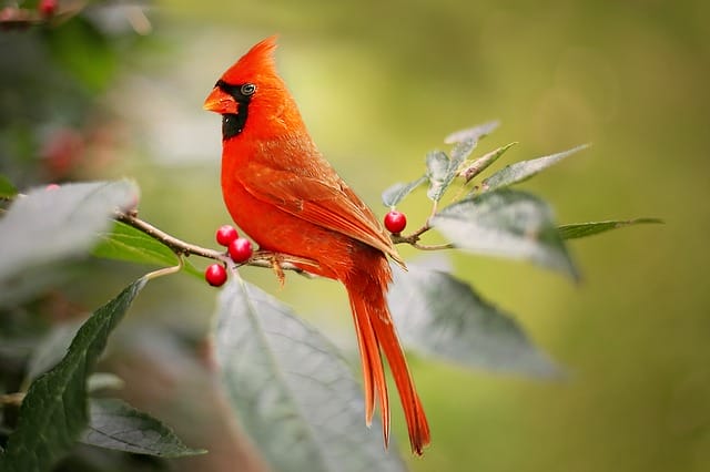 female-red-bird-names