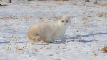 female-snow-cat-names
