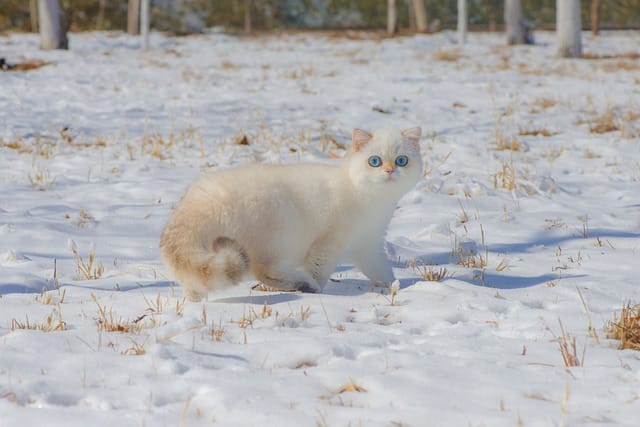 female-snow-cat-names