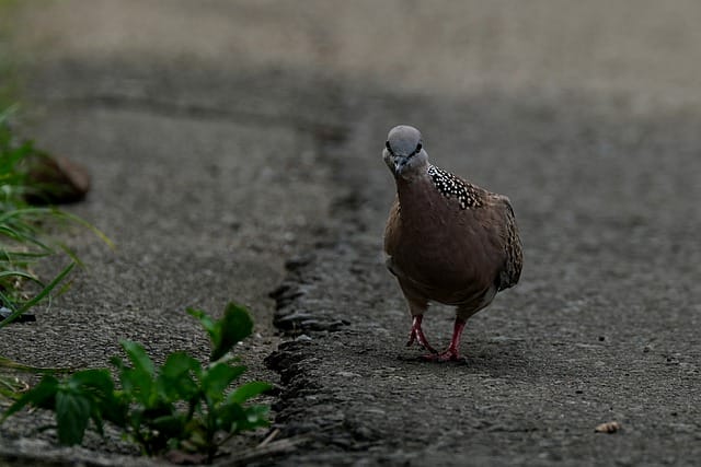 female-weird-bird-names