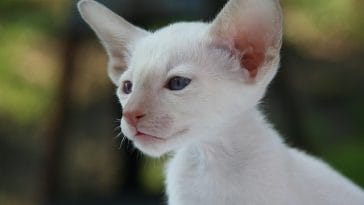 female-white-siamese-cat-names
