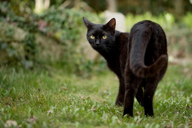 female-wiccan-cat-names