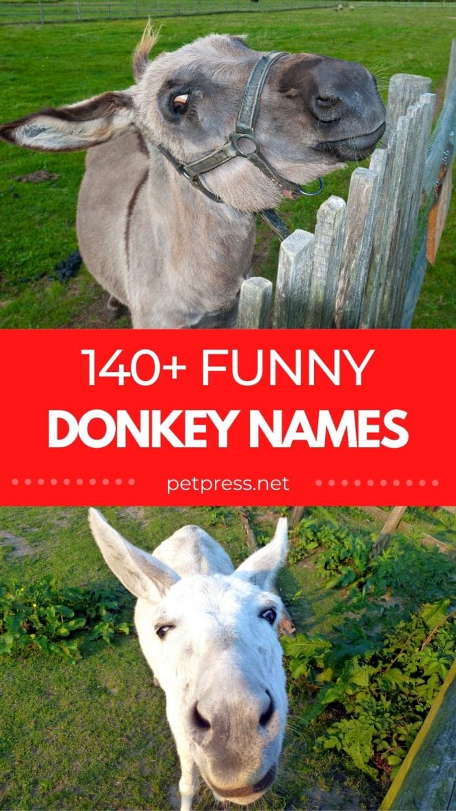 funny donkey names