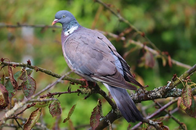 funny-female-pigeon-names