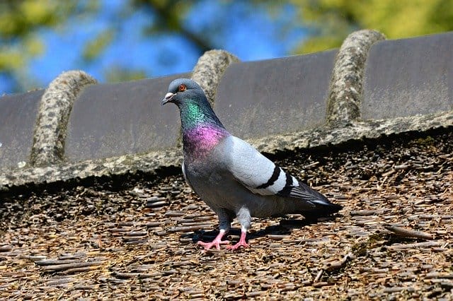 funny-male-pigeon-names