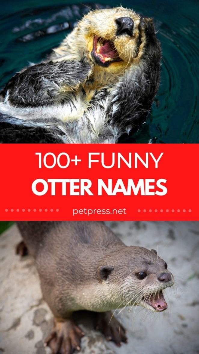funny otter names