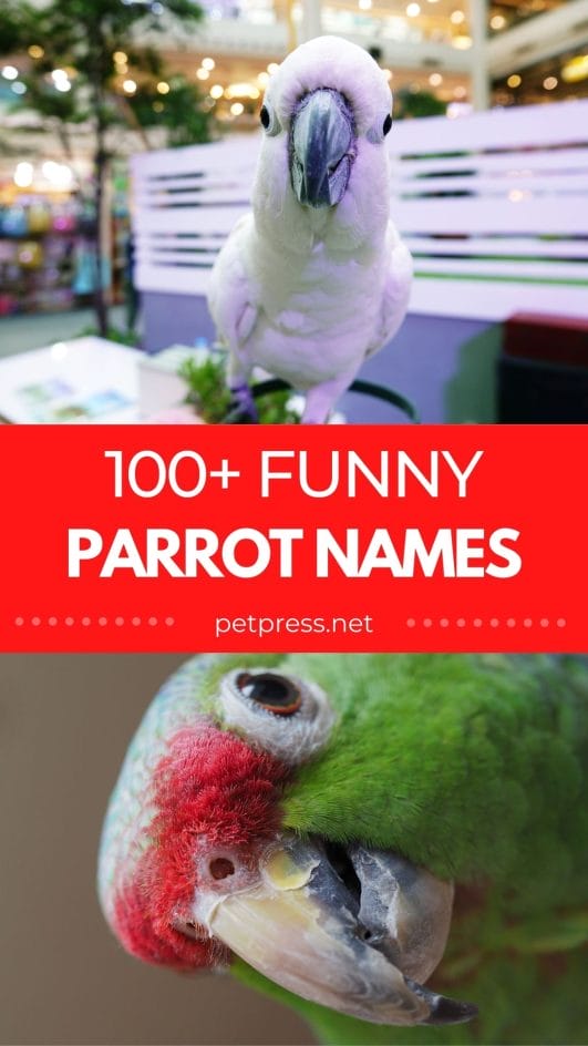 100+ Funniest Parrot Names Funny Names for Your Pet Parrot
