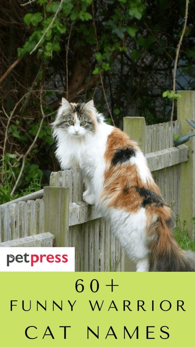 60+ Funny Warrior Cat Name For Both Your Male And Female Cats 60+ Funny Warrior Cat Name For Both Your Male And Female Cats