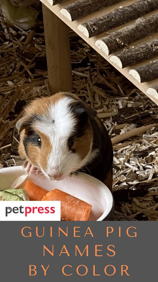 guinea-pig-names-by-color