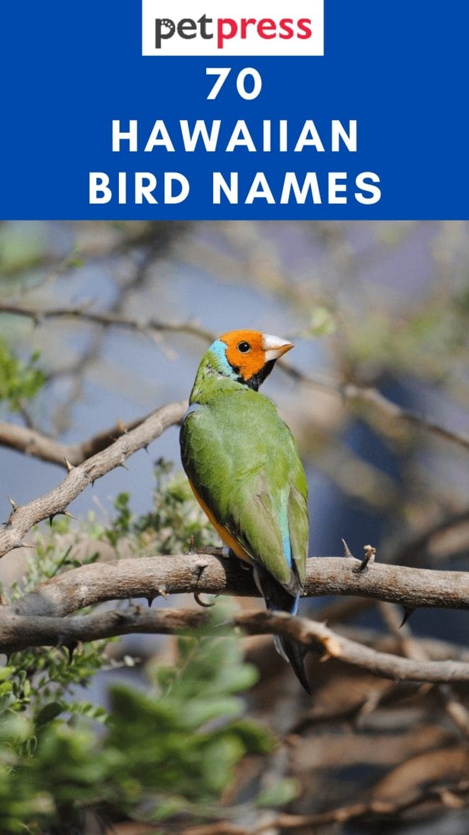 hawaiian-bird-names