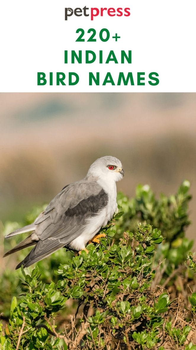 indian-bird-names