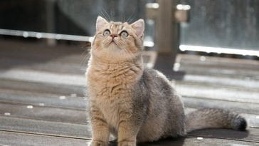 male-british-shorthair-cat-names