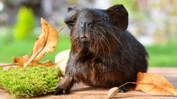 male-brown-guinea-pig-names