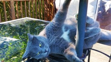 male-funny-warrior-cat-names