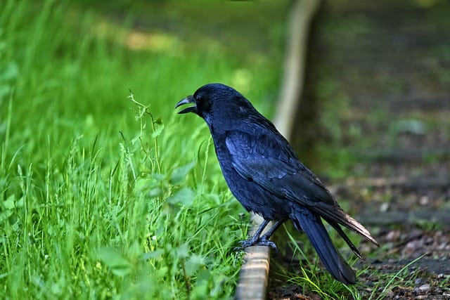 male-greek-bird-names