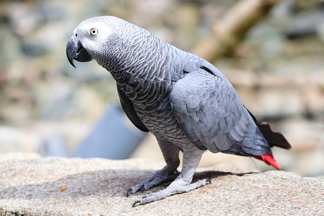 male-grey-bird-names
