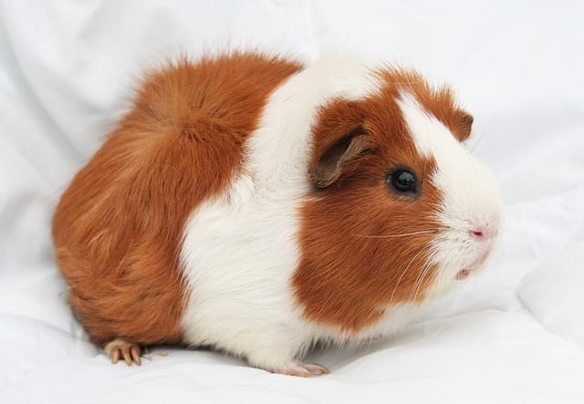 160+ Popular Calico Guinea Pig Name For Your Cute Furry Pet