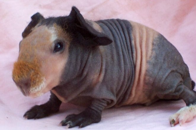 male-hairless-guinea-pig-names