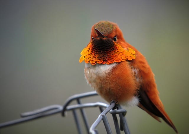 male-orange-bird-names-1