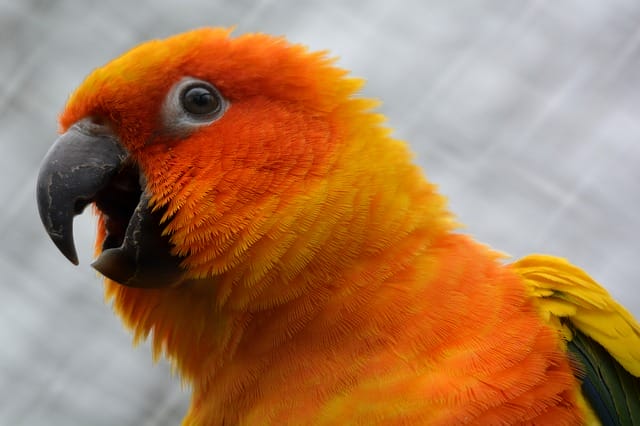 male-orange-bird-names