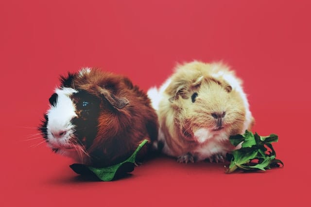 male-pairs-guinea-pig-names