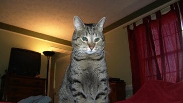 male-pixiebob-cat-names