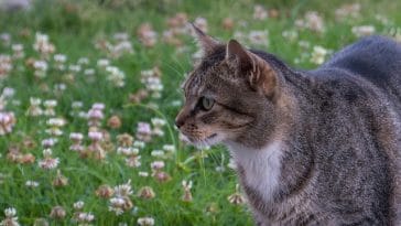male-star-trek-cat-names