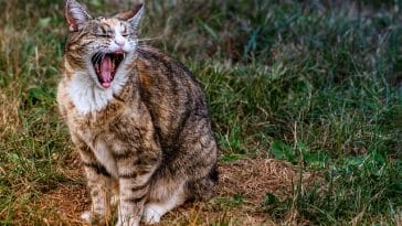 male-vampire-cat-names