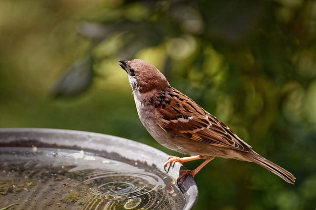 220 Weird Bird Names For Your Unique Feathered Friend 220-weird-bird-names-for-your-unique-feathered-friend