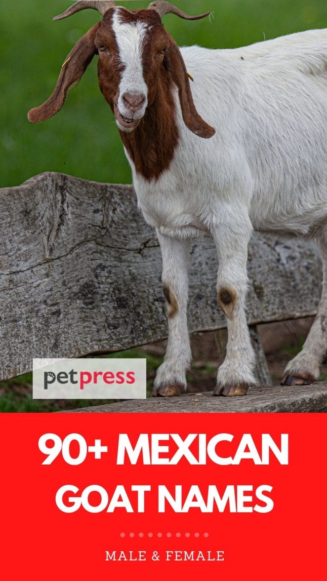 mexican goat names