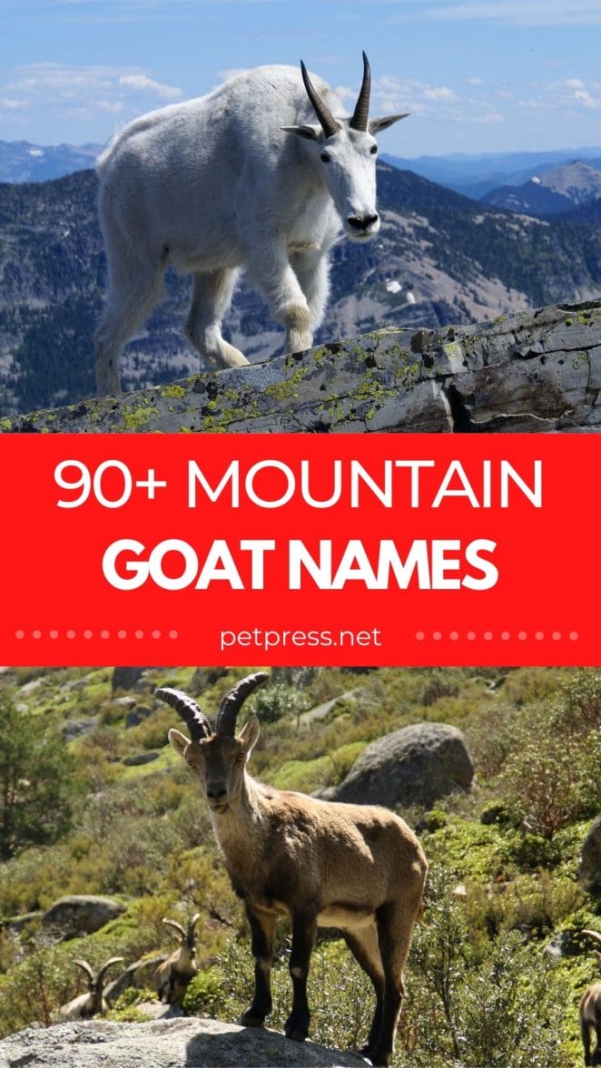 Mountain Goat Names: 90+ Adorable Name Ideas For A Mountain Goat