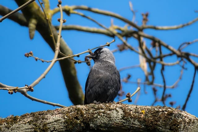 150+ Greek Bird Names - Bird Name Ideas Inspired From Greek Cultures