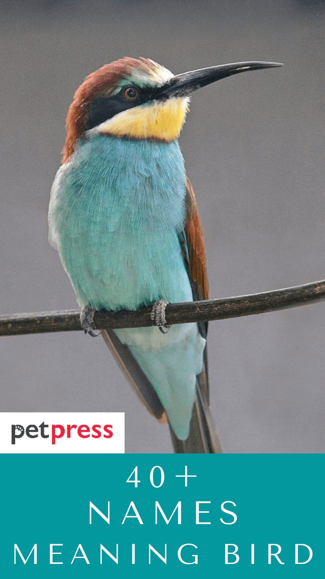 40-best-names-meaning-bird-that-fits-your-feathered-friend