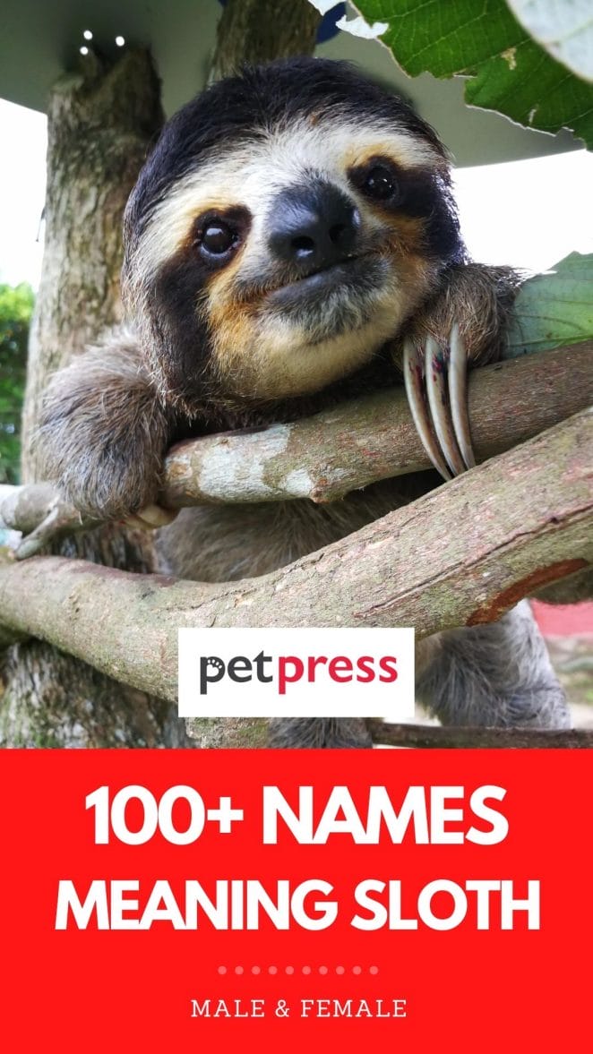100+ Names Meaning 'Sloth': The Best Names for Your Pet Sloth