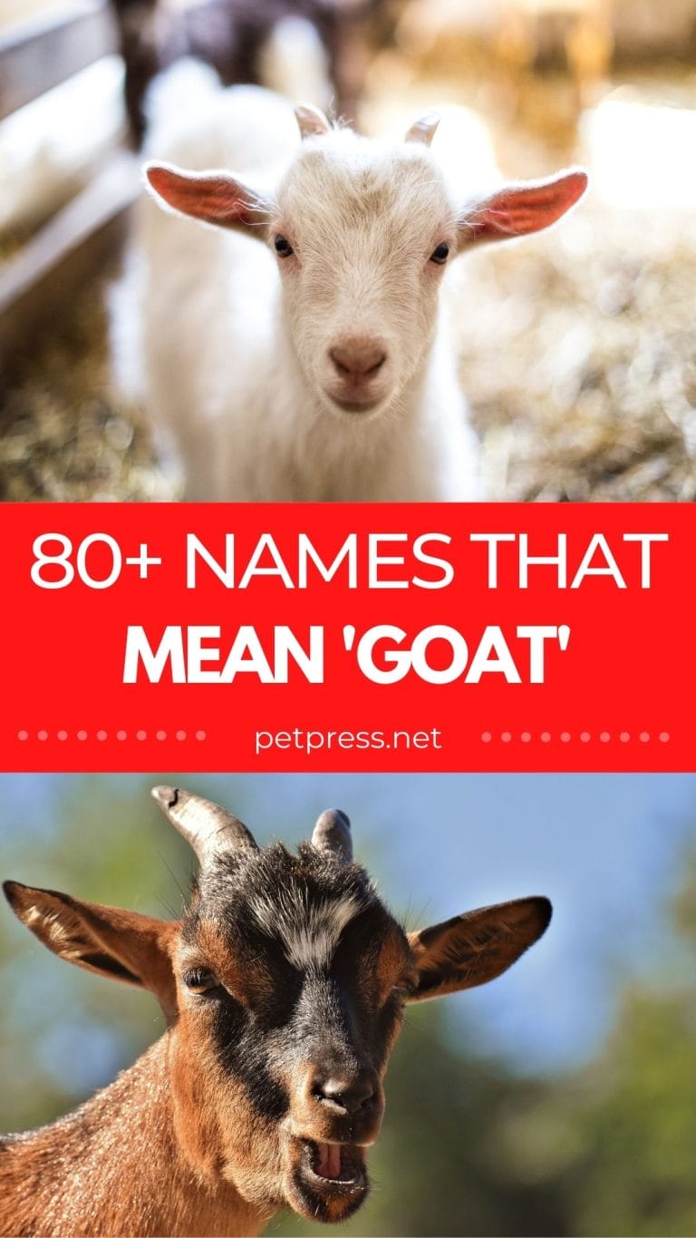 80+ Names Meaning 'Goat' GoatRelated Names For Your New Pet