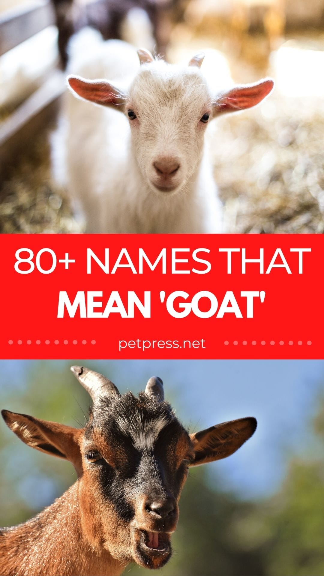 80 Names Meaning Goat Goat Related Names For Your New Pet