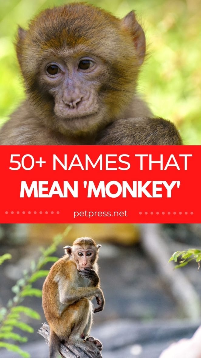 names that mean monkey