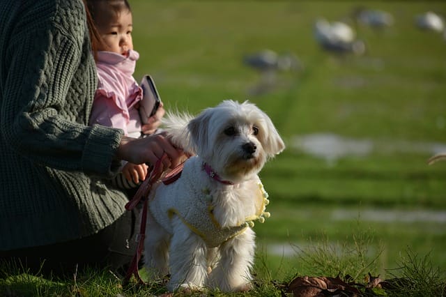 new-puppy-parent