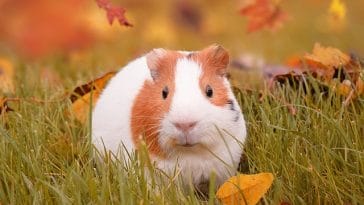 orange-white-guinea-pig-names