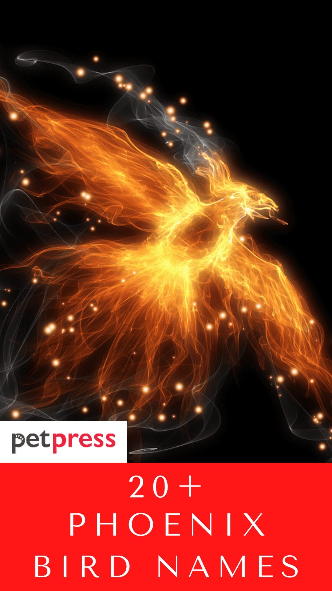 20+ Phoenix Bird Names For Your Unique Name Ideas For Your Pet Bird