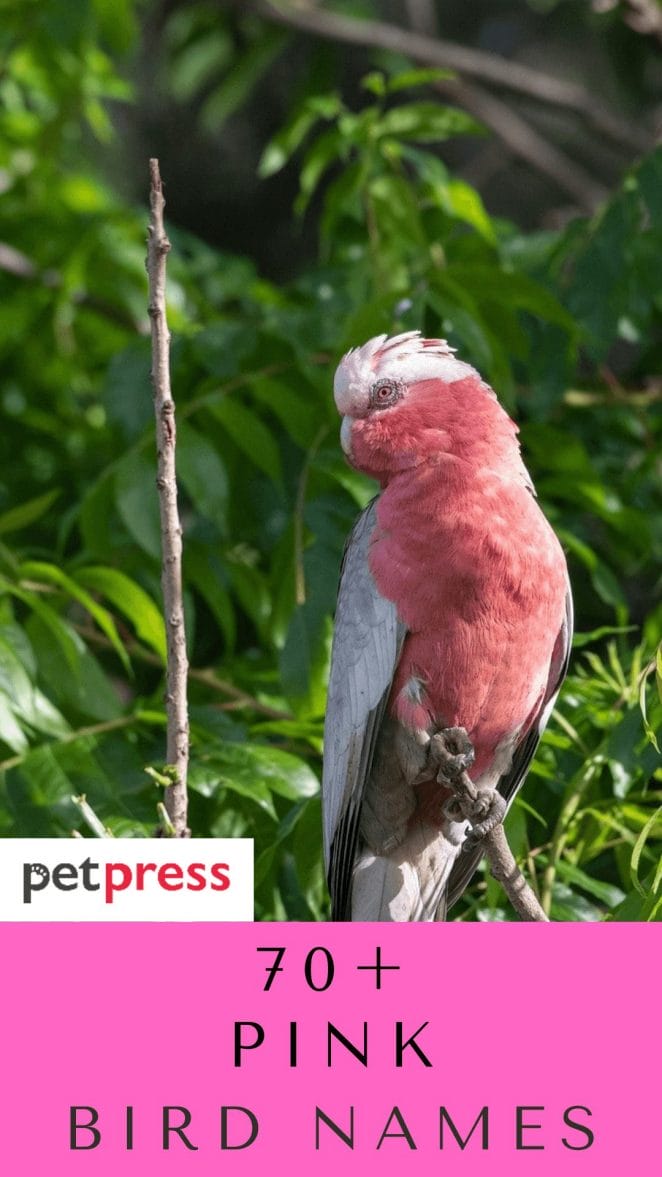 pink-bird-names