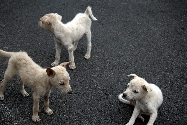 puppy-farms